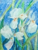 Irises